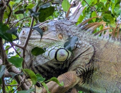 IGUANA2